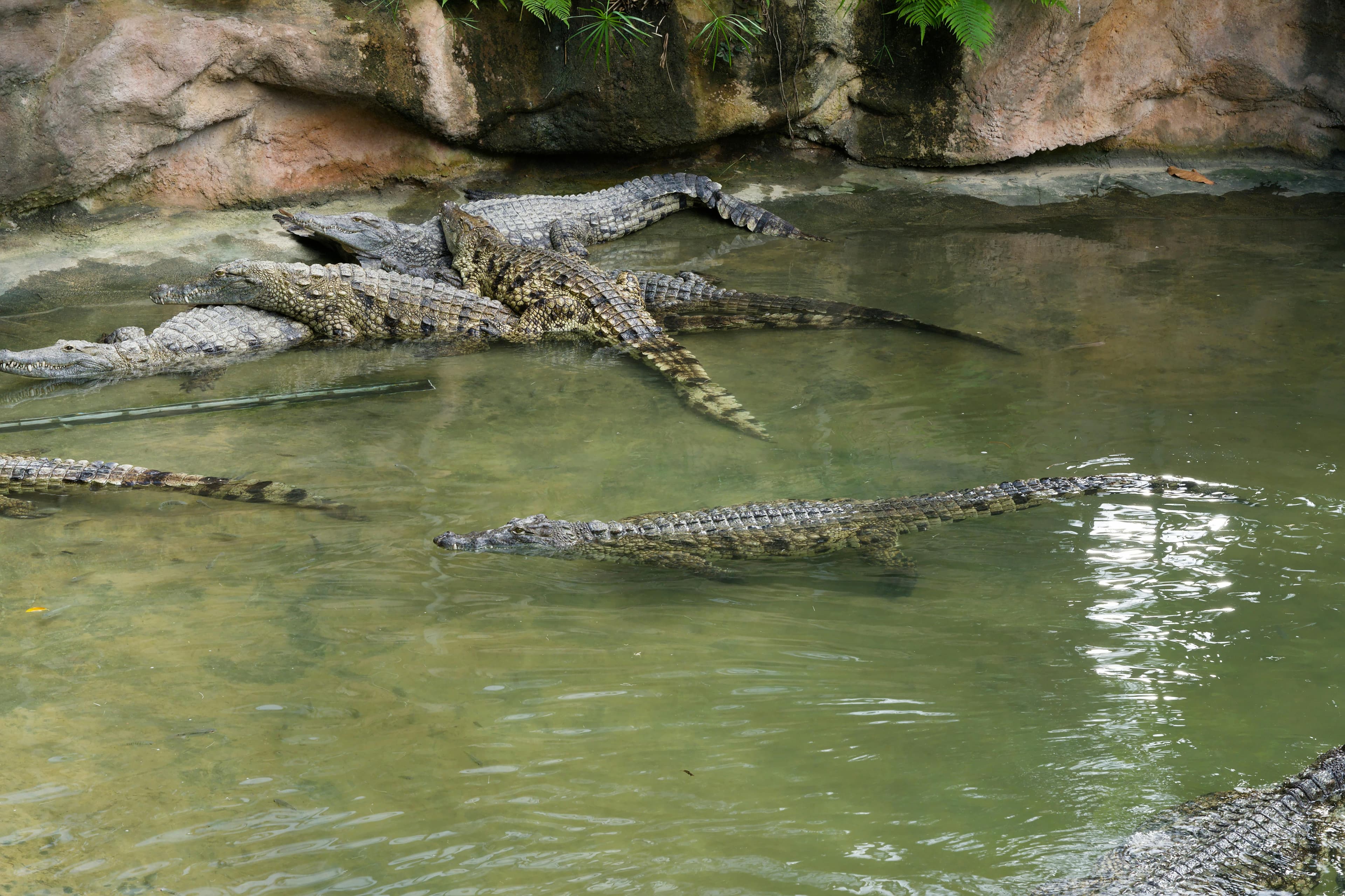 Crocodile Tour